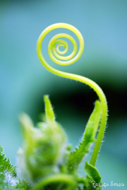 spiral