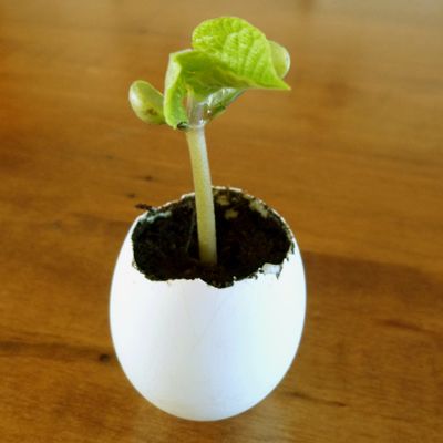 start seedlings in eggshells then plant right into garden