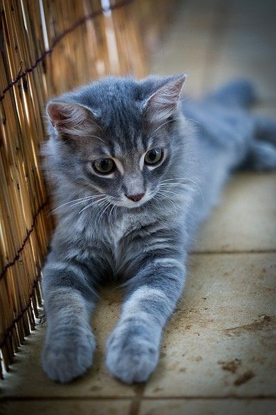 steel gray kitten