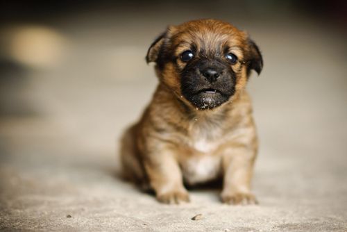 tiny pup