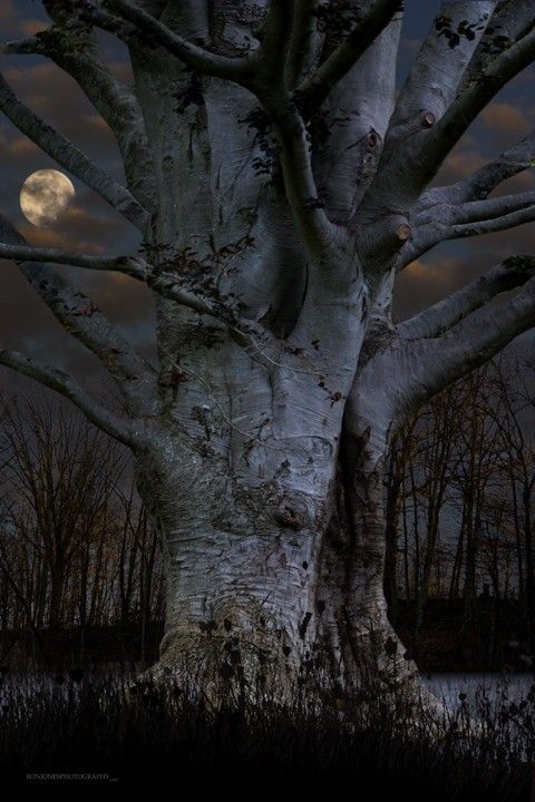 tree by moonlight