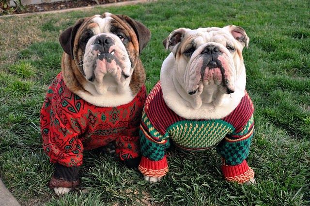 ugly sweater bulldogs.