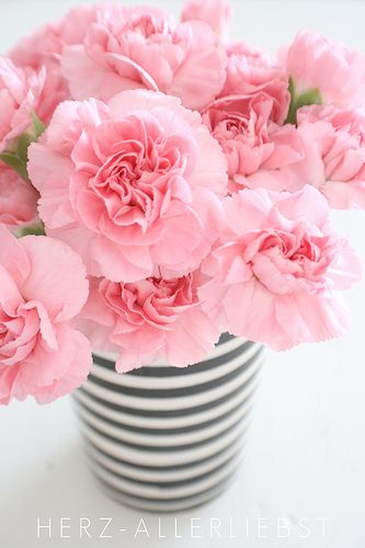 vases – carnations