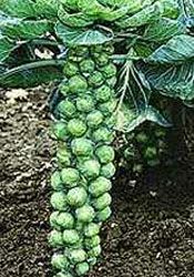 when to plant brussels sprouts and helpful info