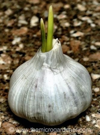 5 Step Guide to Growing Gorgeous Garlic