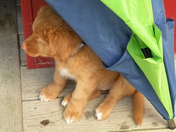 A Nova Scotia Duck Tolling Retriever puppy!