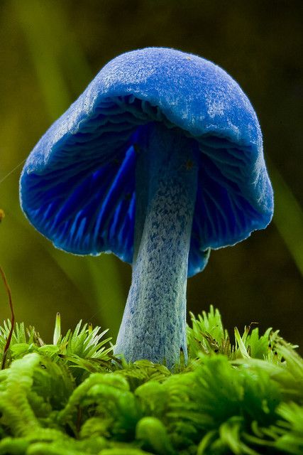 A blue mushroom from the inland track in Abel Tasman.