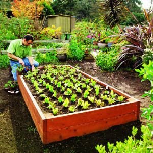 Advantages of Raised Bed Vegetable Gardens