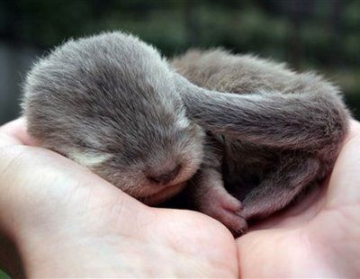 Baby otter