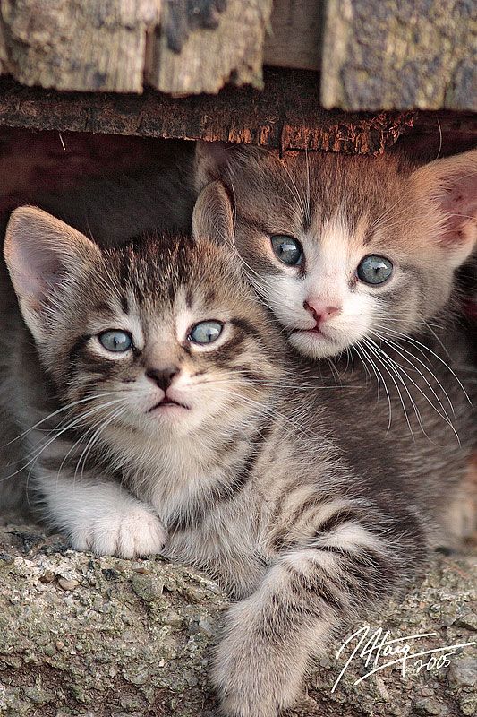 Barn Kitties