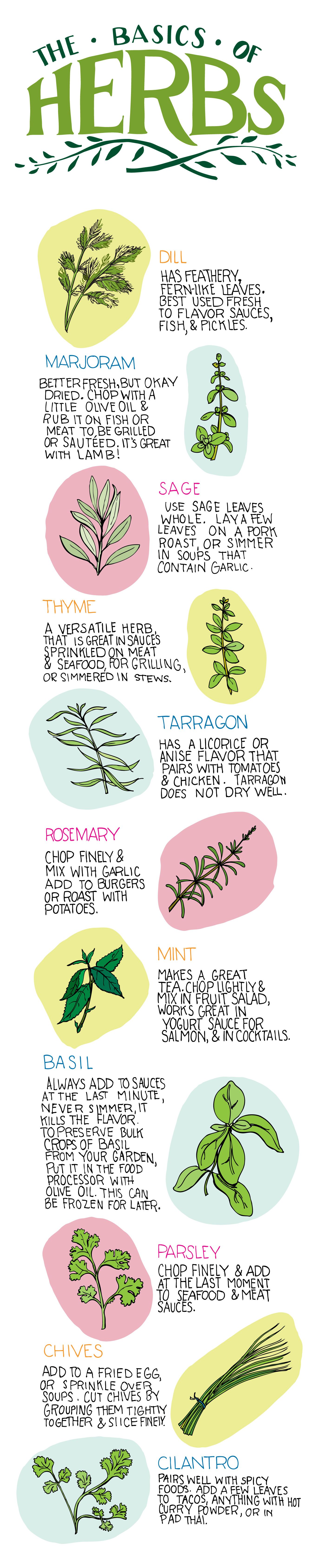 Basics of Herbs