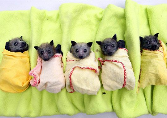 Bats!!