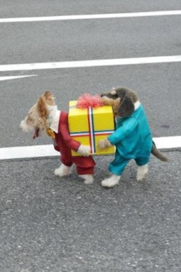 Best. Dog costume. Ever. Ever.