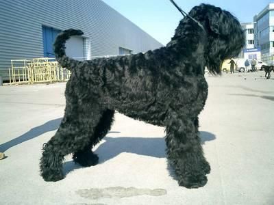 Black Russian Terrier