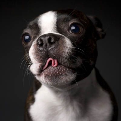 Boston Terrier