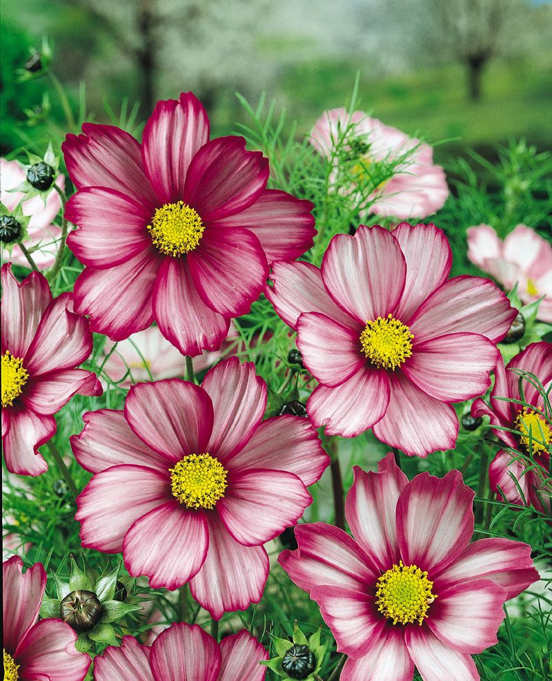 Candy Stripe Cosmos