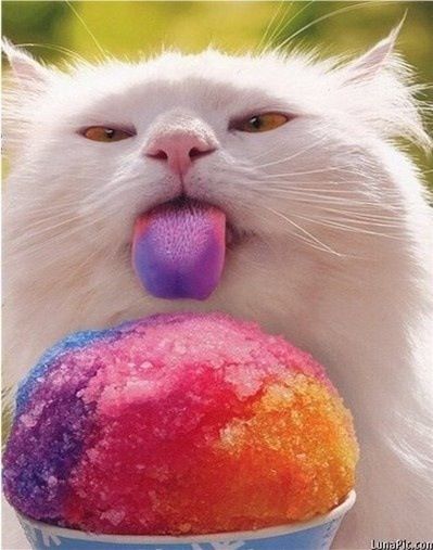 Cat loves snow cones, looks like he'll have a rainbow fur ball soon