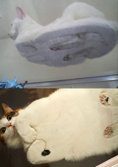 Cats on glass. This makes my day, haha