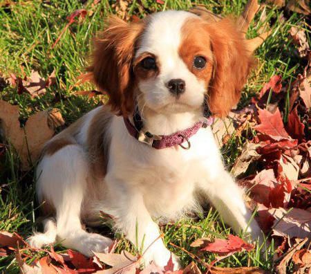 Cavalier King Charles Spaniel.