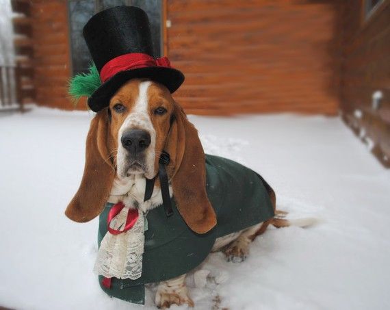 Christmas Caroler Dog Pet Costume outfit by by MattiOnline on Etsy, $94.95