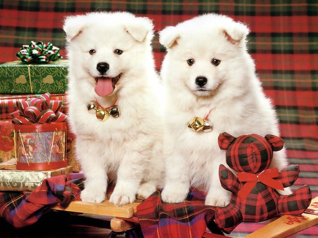Couple Cute Funny Puppies And Gift