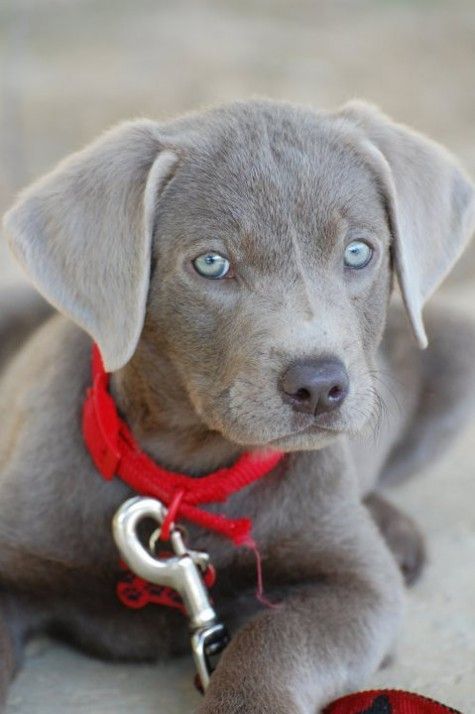 Cute wittle silver lab puppy