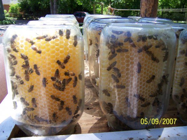 DIY – It's easier to let the bees put the honey in the jar for you. (And rea