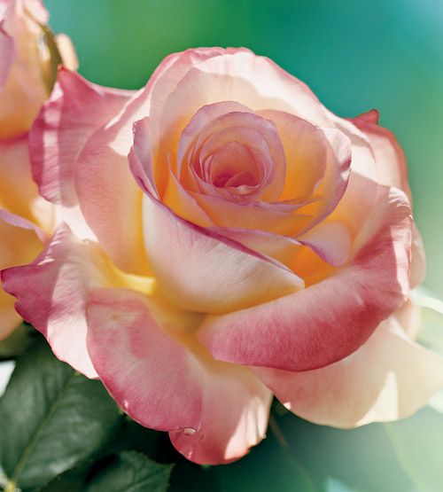Diana, Princess of Wales  A rose as beautiful as its namesake…