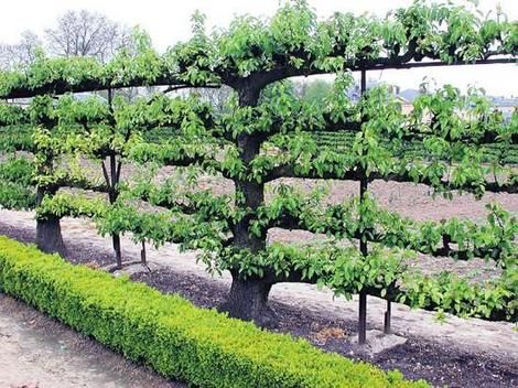 Espalier fruit tree