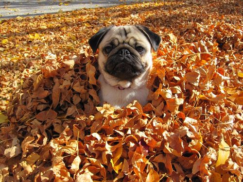 Fall pug