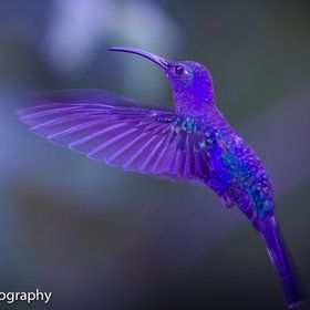 Flying lavender blue Hummingbird  gorgeous
