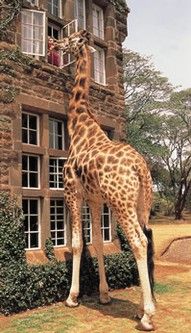 Giraffe Hotel, Africa