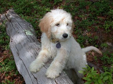 Goldendoodle puppy