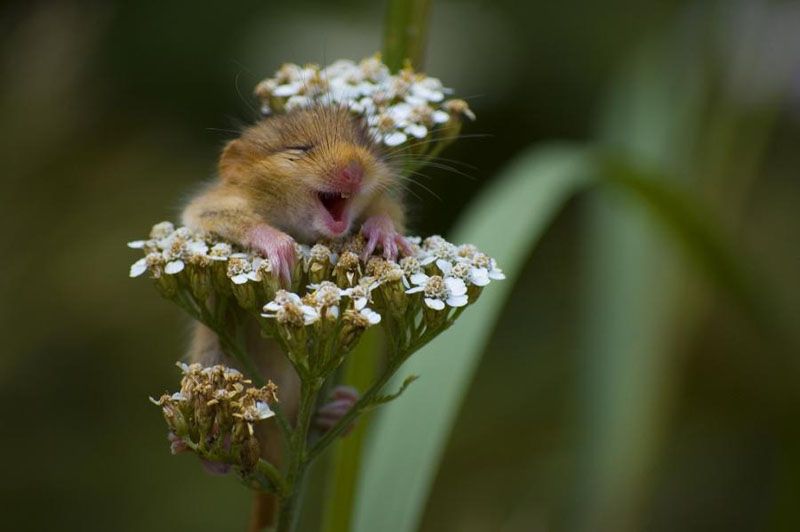 Hamsters Love Flowers!