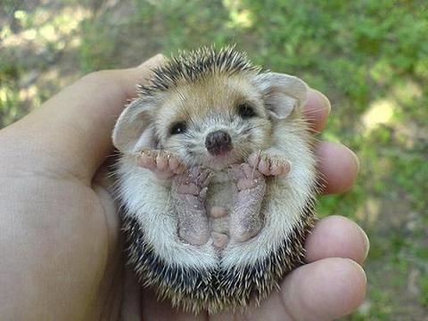 Hedgehog