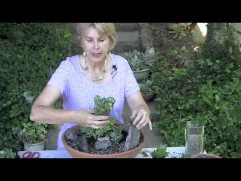 How to make a succulent tide pool garden in a pot