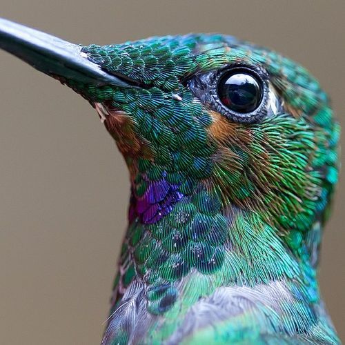 Hummingbird…