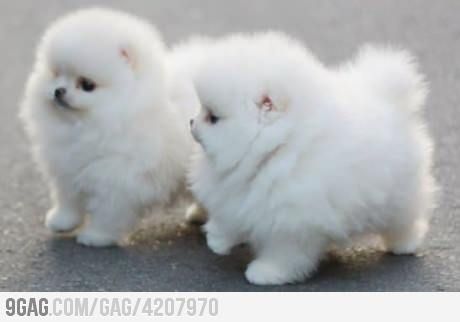 It's SOO fluffy