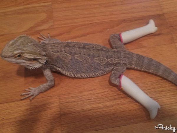 Just a lizard wearing Barbie boots, nothing to see here.