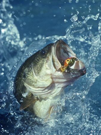 Largemouth Bass Diving for Lure