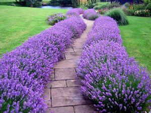 Lavender Hidcote – This easy-to-grow sun perennial thrives in full sun  normal g