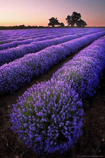 Lavender fields, France