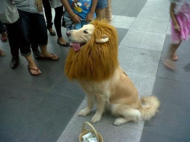 Lion Costume for Dog