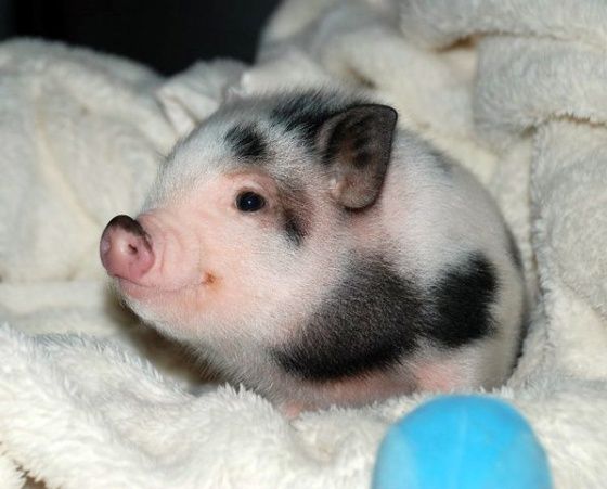 Little pig pig!