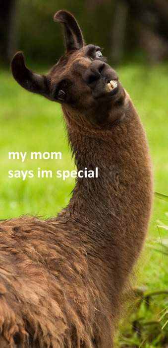 Llamas make me giggle