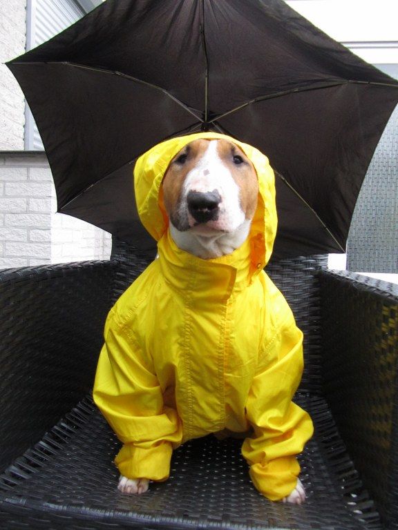 Mini Bull Terrier in rain coat
