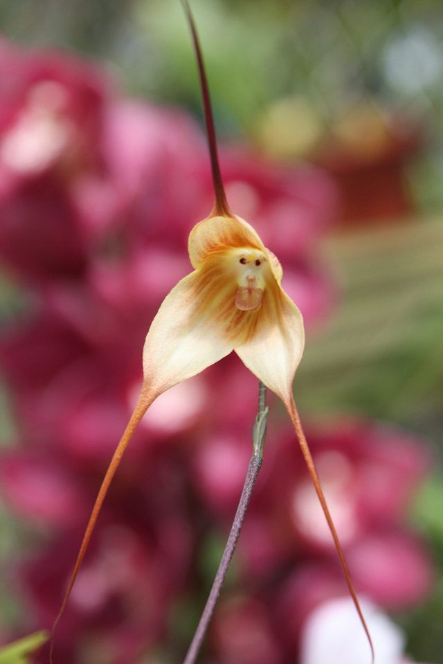 Monkey-Face Orchids