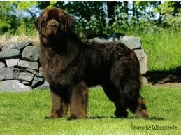 Newfoundland Dog