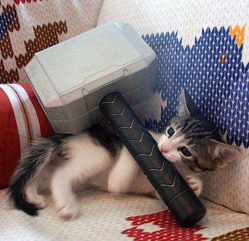 OMG Thor Kitty!!