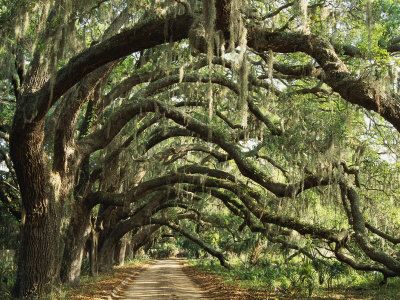 Oak Trees